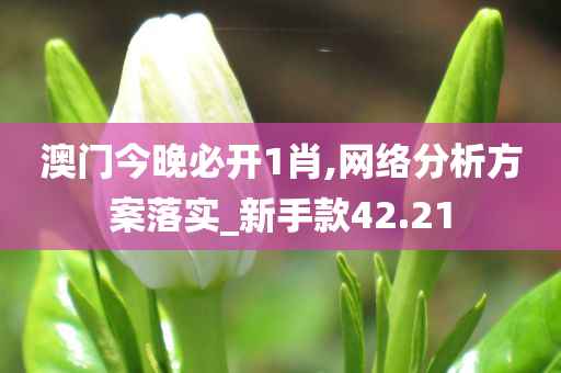 澳门今晚必开1肖,网络分析方案落实_新手款42.21