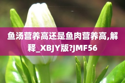 鱼汤营养高还是鱼肉营养高,解释_XBJY版?JMF56